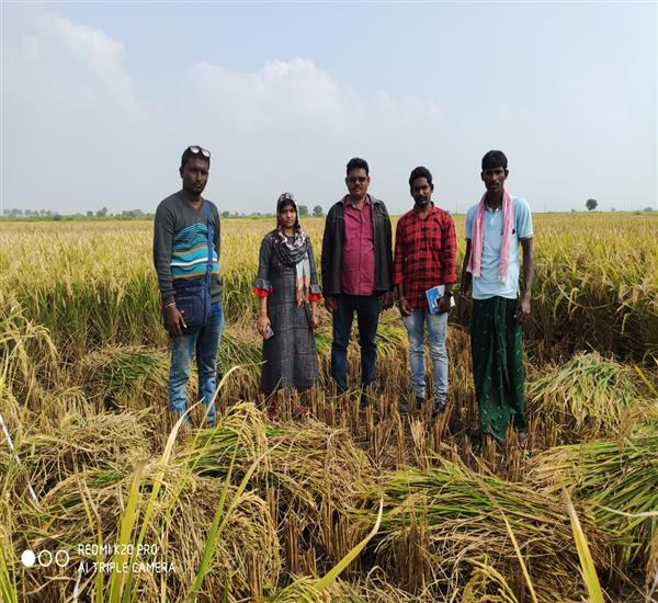 Kumuram Bheem District                                                                                                                                                                                                                                     - Crop Cutting Expts.,                                                                                                                                   - PMFBY- Paddy-CCE- conducted in AINAM village under supervision of palthe China Kotya naik, SO, Ch Naresh,MPSO , AEO & Insurance agent attended.                                                                                                                 - dt.27/11/2019          